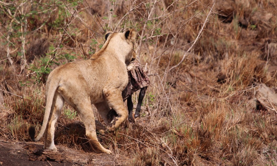 hungrige, junge Löwen Weibchen im Lumo Conservancy